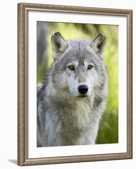 Gray Wolf, in Captivity, Sandstone, Minnesota, USA-James Hager-Framed Photographic Print