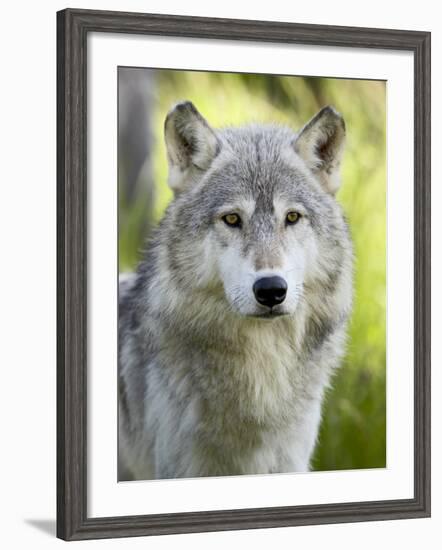 Gray Wolf, in Captivity, Sandstone, Minnesota, USA-James Hager-Framed Photographic Print