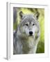 Gray Wolf, in Captivity, Sandstone, Minnesota, USA-James Hager-Framed Photographic Print
