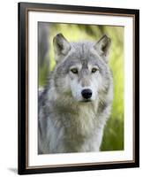 Gray Wolf, in Captivity, Sandstone, Minnesota, USA-James Hager-Framed Photographic Print