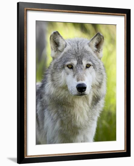 Gray Wolf, in Captivity, Sandstone, Minnesota, USA-James Hager-Framed Photographic Print