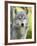 Gray Wolf, in Captivity, Sandstone, Minnesota, USA-James Hager-Framed Photographic Print