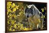 Gray Wolf in Fall, Montana-Richard and Susan Day-Framed Photographic Print