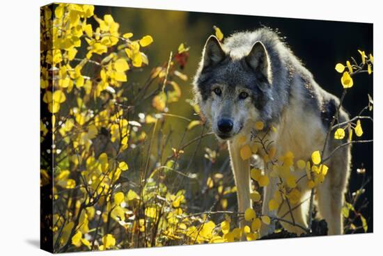 Gray Wolf in Fall, Montana-Richard and Susan Day-Stretched Canvas