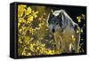 Gray Wolf in Fall, Montana-Richard and Susan Day-Framed Stretched Canvas