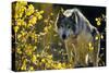 Gray Wolf in Fall, Montana-Richard and Susan Day-Stretched Canvas