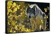 Gray Wolf in Fall, Montana-Richard and Susan Day-Framed Stretched Canvas