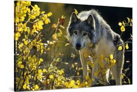 Gray Wolf in Fall, Montana-Richard and Susan Day-Stretched Canvas