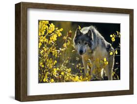 Gray Wolf in Fall, Montana-Richard and Susan Day-Framed Photographic Print