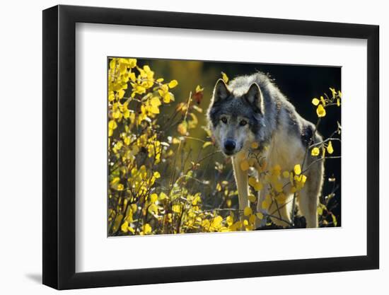 Gray Wolf in Fall, Montana-Richard and Susan Day-Framed Photographic Print