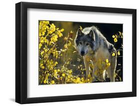 Gray Wolf in Fall, Montana-Richard and Susan Day-Framed Photographic Print