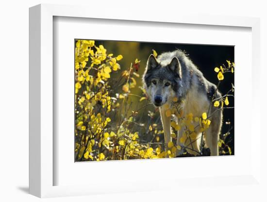 Gray Wolf in Fall, Montana-Richard and Susan Day-Framed Photographic Print