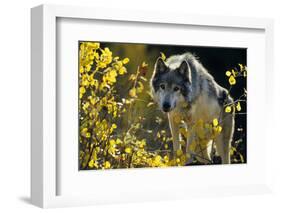 Gray Wolf in Fall, Montana-Richard and Susan Day-Framed Photographic Print