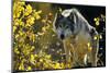 Gray Wolf in Fall, Montana-Richard and Susan Day-Mounted Photographic Print