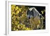 Gray Wolf in Fall, Montana-Richard and Susan Day-Framed Photographic Print