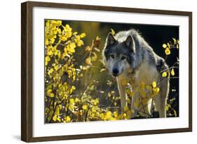 Gray Wolf in Fall, Montana-Richard and Susan Day-Framed Photographic Print