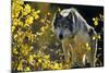 Gray Wolf in Fall, Montana-Richard and Susan Day-Mounted Photographic Print