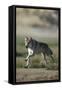 Gray Wolf in Field-DLILLC-Framed Stretched Canvas