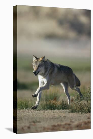 Gray Wolf in Field-DLILLC-Stretched Canvas