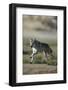 Gray Wolf in Field-DLILLC-Framed Photographic Print