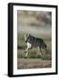 Gray Wolf in Field-DLILLC-Framed Photographic Print