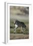 Gray Wolf in Field-DLILLC-Framed Photographic Print