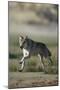 Gray Wolf in Field-DLILLC-Mounted Photographic Print