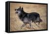 Gray Wolf in Foothills Habitat-W. Perry Conway-Framed Stretched Canvas