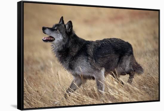 Gray Wolf in Foothills Habitat-W. Perry Conway-Framed Stretched Canvas