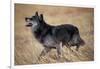 Gray Wolf in Foothills Habitat-W. Perry Conway-Framed Photographic Print