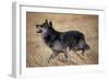 Gray Wolf in Foothills Habitat-W. Perry Conway-Framed Photographic Print