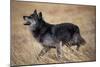 Gray Wolf in Foothills Habitat-W. Perry Conway-Mounted Photographic Print