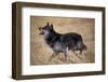 Gray Wolf in Foothills Habitat-W. Perry Conway-Framed Photographic Print