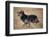 Gray Wolf in Foothills Habitat-W. Perry Conway-Framed Photographic Print