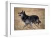 Gray Wolf in Foothills Habitat-W. Perry Conway-Framed Photographic Print