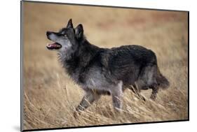 Gray Wolf in Foothills Habitat-W. Perry Conway-Mounted Photographic Print