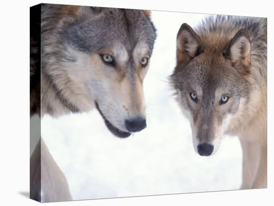 Gray Wolf in Foothills of the Takshanuk Mountains, Alaska, USA-Steve Kazlowski-Stretched Canvas