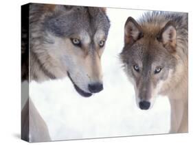 Gray Wolf in Foothills of the Takshanuk Mountains, Alaska, USA-Steve Kazlowski-Stretched Canvas