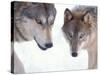 Gray Wolf in Foothills of the Takshanuk Mountains, Alaska, USA-Steve Kazlowski-Stretched Canvas