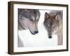 Gray Wolf in Foothills of the Takshanuk Mountains, Alaska, USA-Steve Kazlowski-Framed Premium Photographic Print