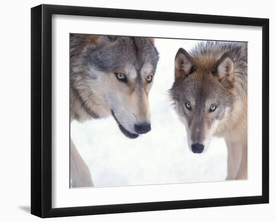 Gray Wolf in Foothills of the Takshanuk Mountains, Alaska, USA-Steve Kazlowski-Framed Premium Photographic Print