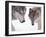 Gray Wolf in Foothills of the Takshanuk Mountains, Alaska, USA-Steve Kazlowski-Framed Premium Photographic Print