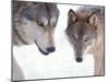 Gray Wolf in Foothills of the Takshanuk Mountains, Alaska, USA-Steve Kazlowski-Mounted Premium Photographic Print