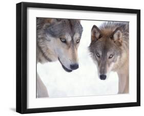 Gray Wolf in Foothills of the Takshanuk Mountains, Alaska, USA-Steve Kazlowski-Framed Photographic Print