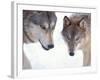 Gray Wolf in Foothills of the Takshanuk Mountains, Alaska, USA-Steve Kazlowski-Framed Photographic Print