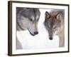 Gray Wolf in Foothills of the Takshanuk Mountains, Alaska, USA-Steve Kazlowski-Framed Photographic Print