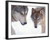 Gray Wolf in Foothills of the Takshanuk Mountains, Alaska, USA-Steve Kazlowski-Framed Photographic Print