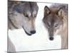 Gray Wolf in Foothills of the Takshanuk Mountains, Alaska, USA-Steve Kazlowski-Mounted Photographic Print