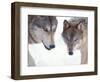 Gray Wolf in Foothills of the Takshanuk Mountains, Alaska, USA-Steve Kazlowski-Framed Photographic Print