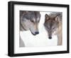 Gray Wolf in Foothills of the Takshanuk Mountains, Alaska, USA-Steve Kazlowski-Framed Photographic Print